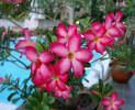 Frangipani-Blüten